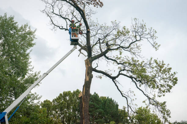 Professional Tree Services in Lancaster, CA